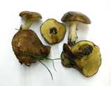 suillus pungens